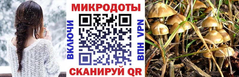 Галлюциногенные грибы Psilocybe  Тимашёвск 